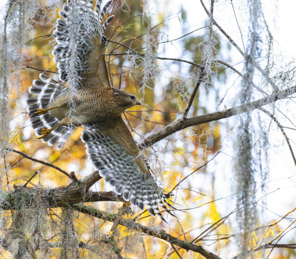 Red-shouldered Hawk (lineatus Group) - ML646814750