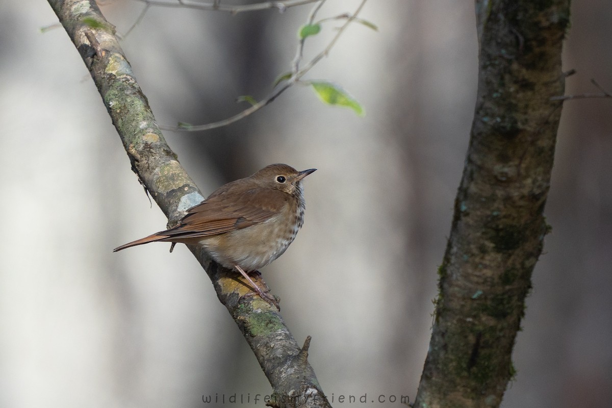קיכלי חלוד-זנב - ML646814752