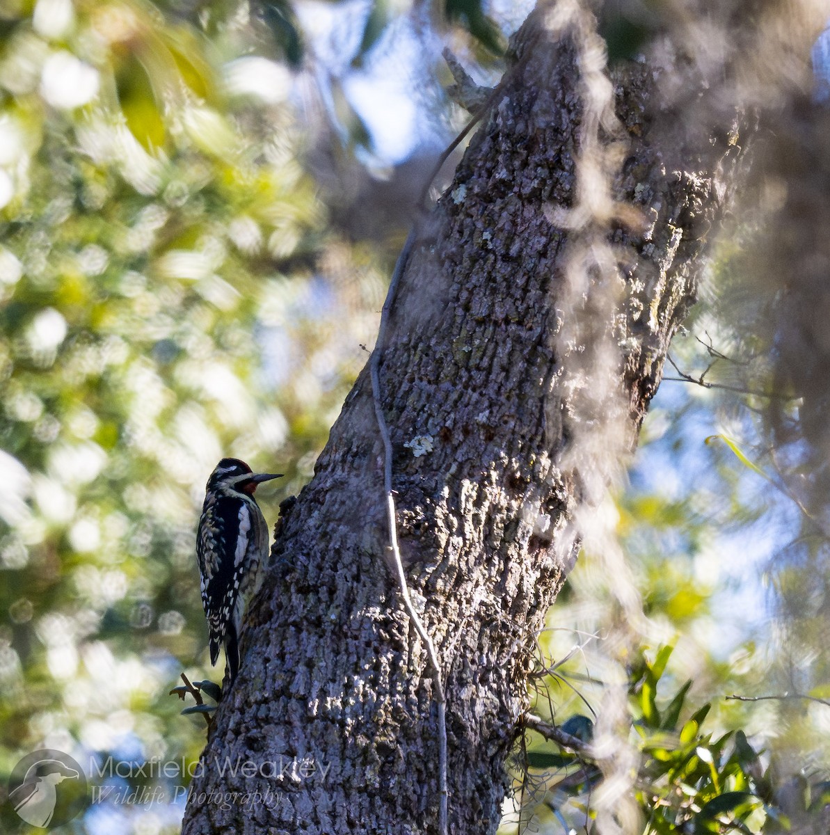 Gelbbauch-Saftlecker - ML646814753