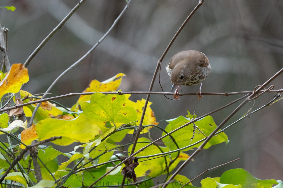 קיכלי חלוד-זנב - ML646814755
