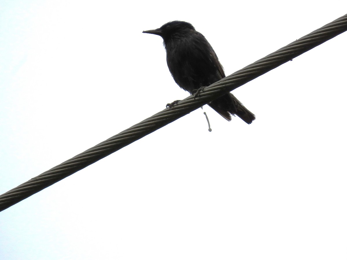 歐洲椋鳥 - ML646814756