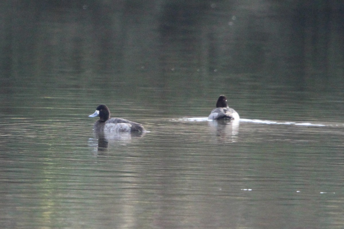 Bergente - ML646814759