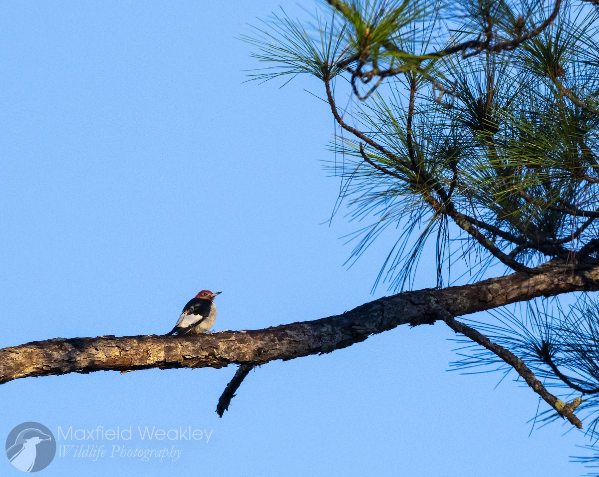 Red-headed Woodpecker - ML646814760