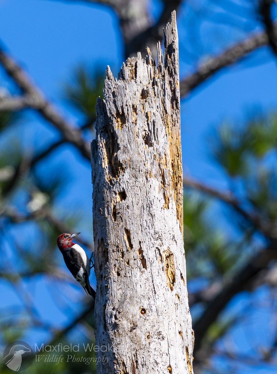 Red-headed Woodpecker - ML646814761