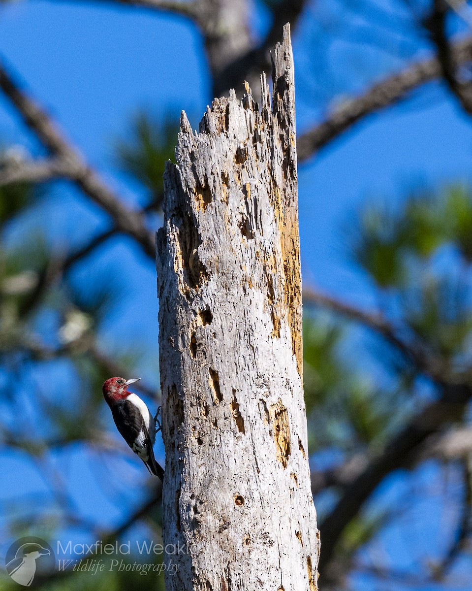 Red-headed Woodpecker - ML646814762