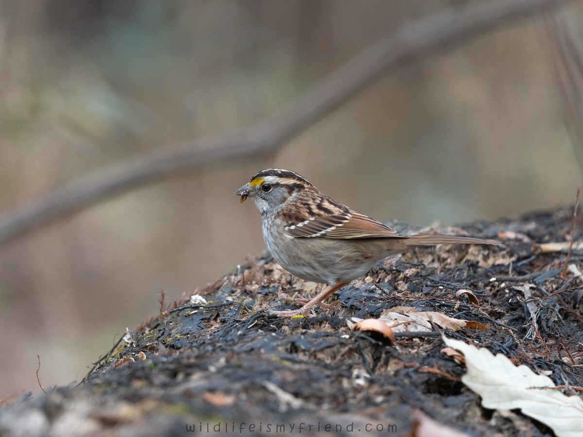 Белогорлая зонотрихия - ML646814763