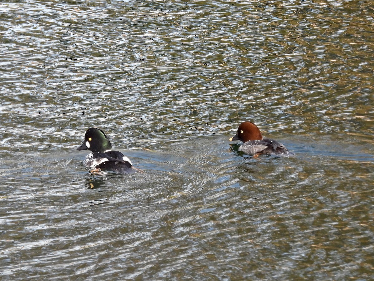 Гоголь зеленоголовий - ML646814764