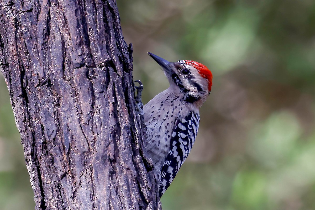 Ladder-backed Woodpecker - ML646814765