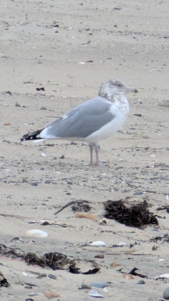 American Herring Gull - ML646814767