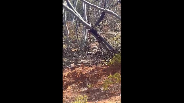 Malleefowl - ML646814768