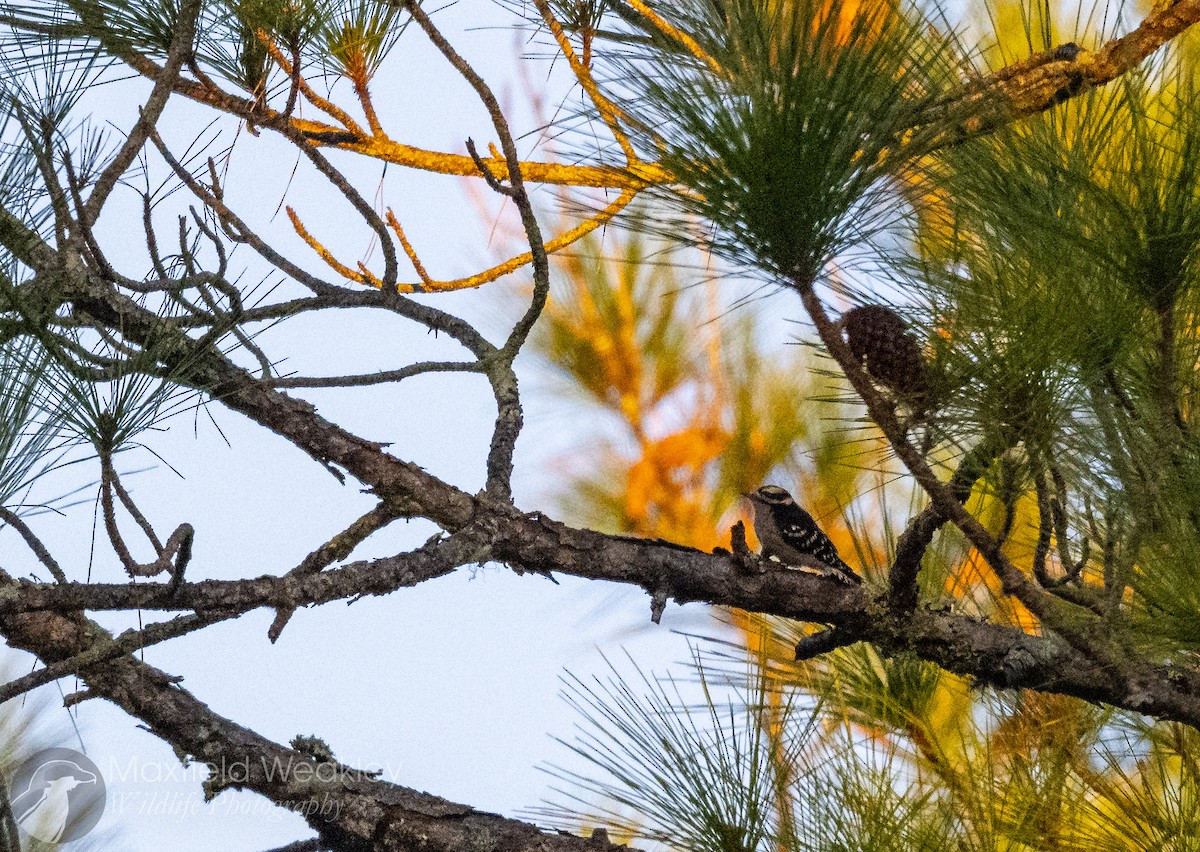 Downy Woodpecker - ML646814769