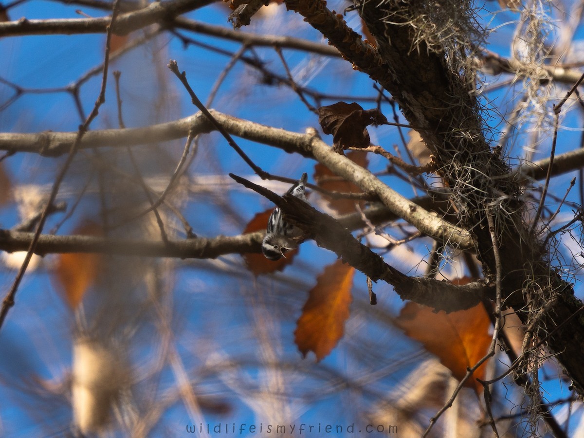 סבכון עקוד - ML646814770