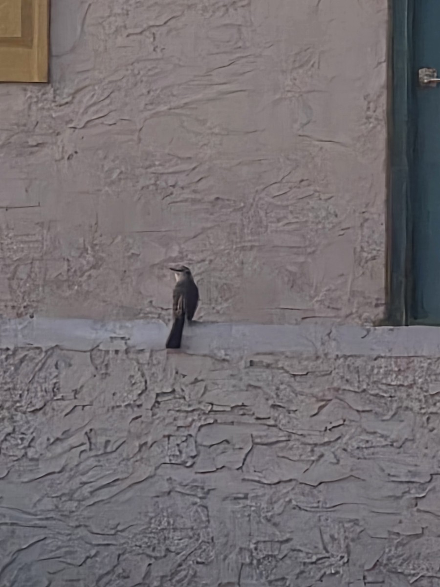 Многоголосый пересмешник - ML646814772