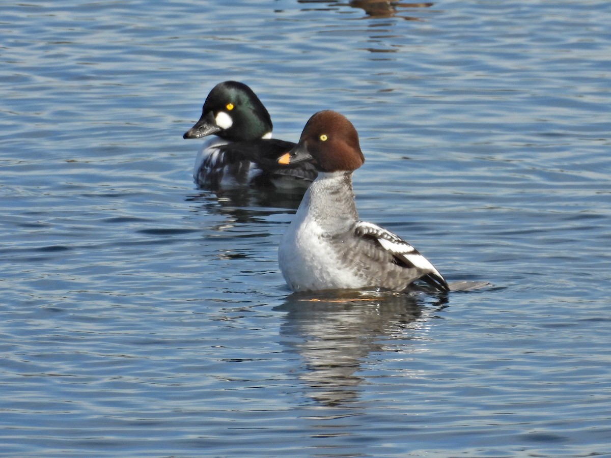 Гоголь зеленоголовий - ML646814774