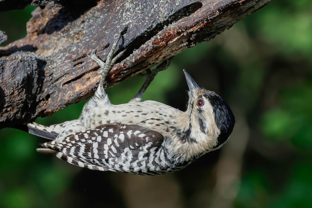 Ladder-backed Woodpecker - ML646814776