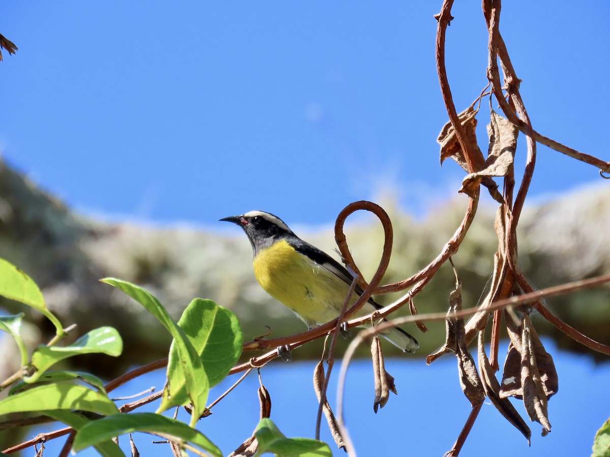 Sucrier à ventre jaune - ML646814777