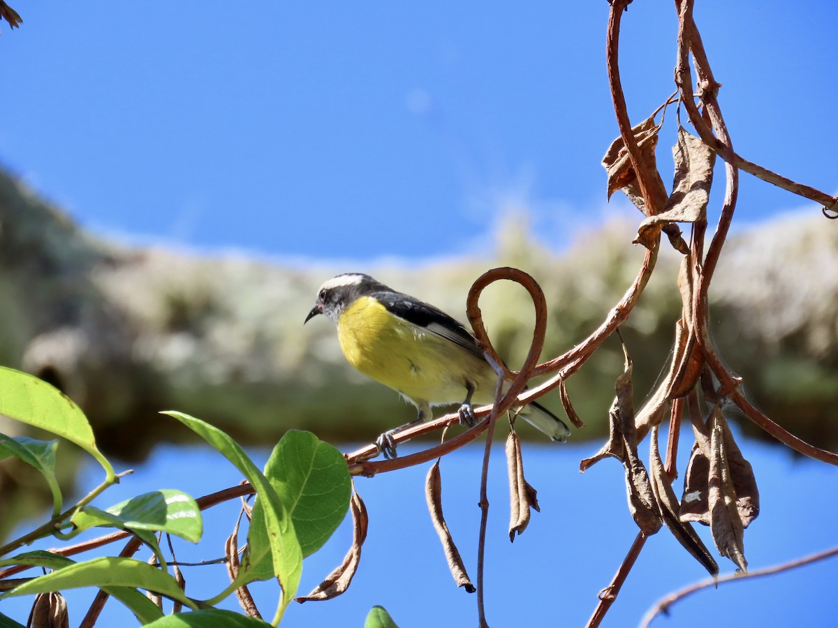 Sucrier à ventre jaune - ML646814778