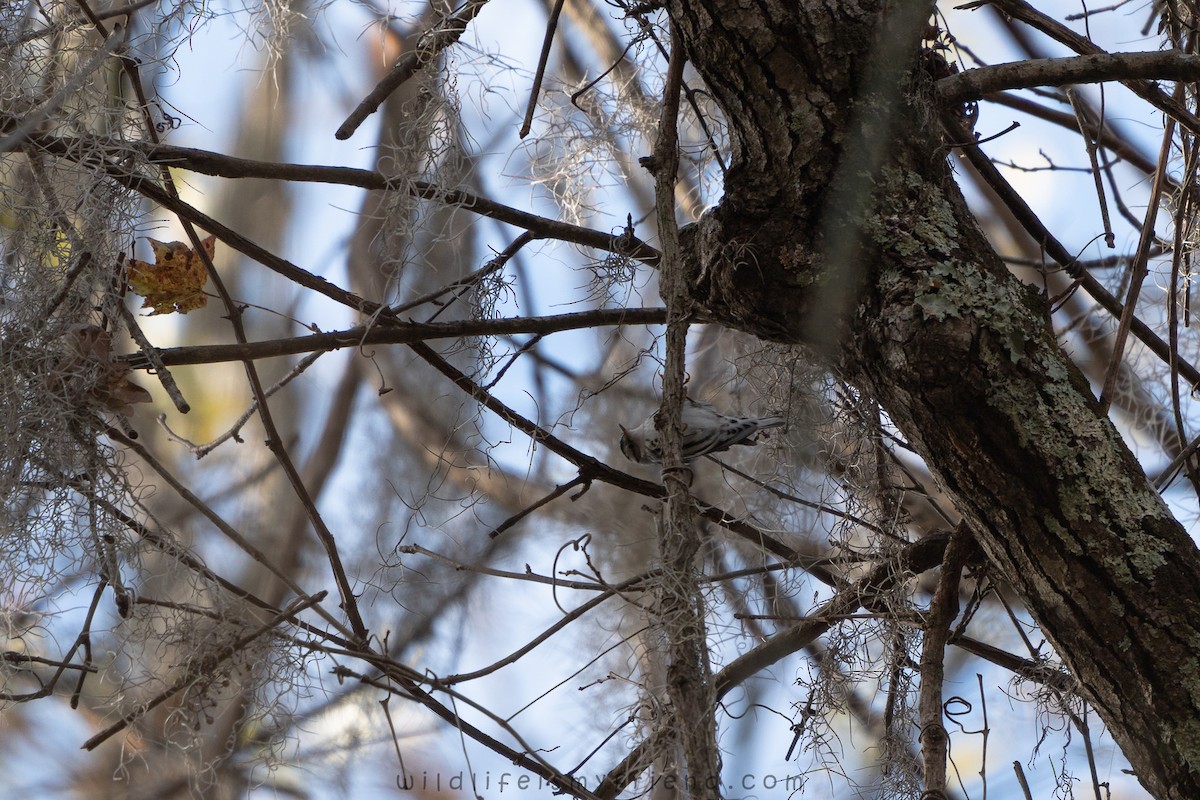 סבכון עקוד - ML646814780