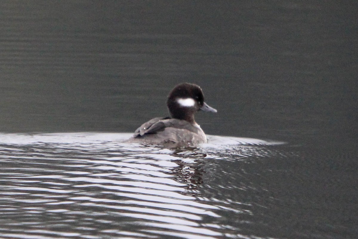 Bufflehead - ML646814781