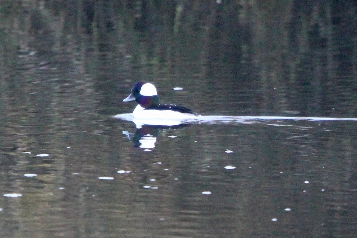 Bufflehead - ML646814782