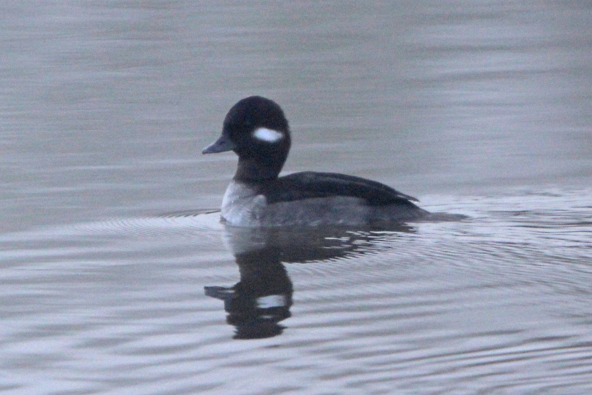 Bufflehead - ML646814783