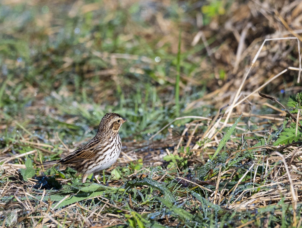 Savannah Sparrow - ML646814784