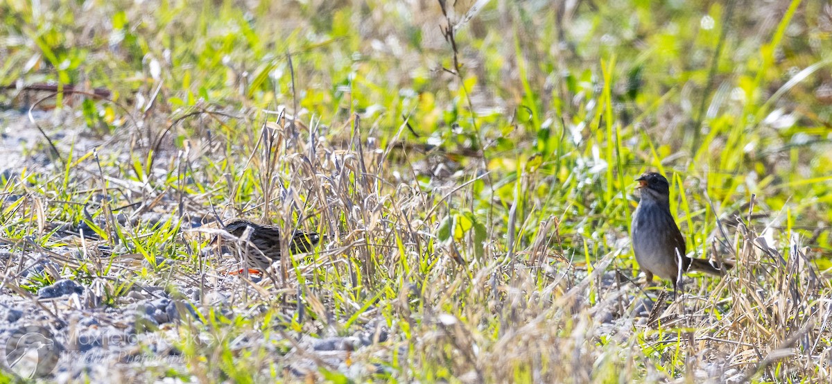 Savannah Sparrow - ML646814785