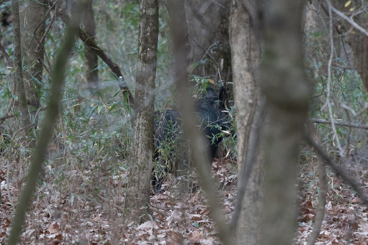 חזיר בר - ML646814786