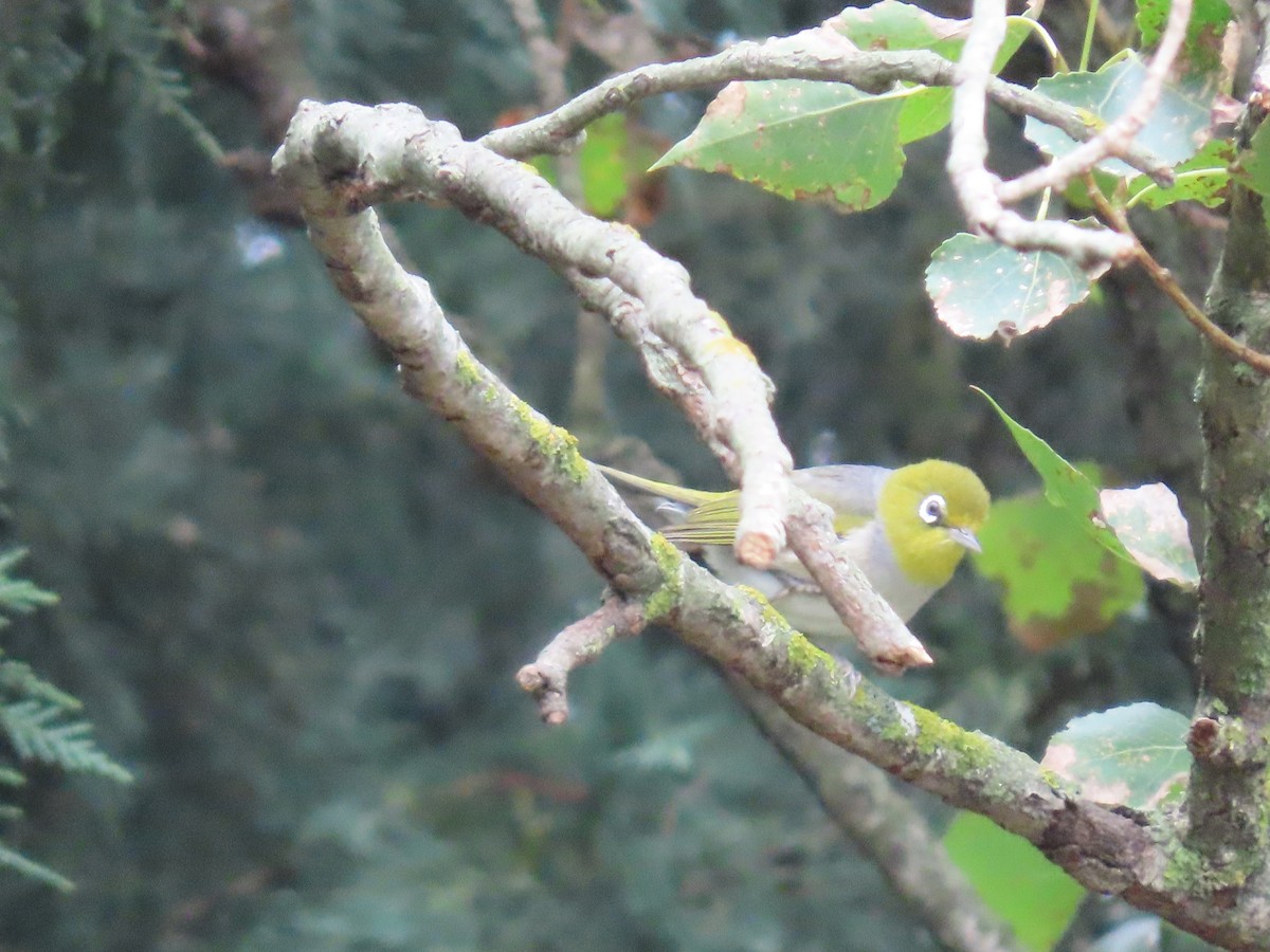 Silvereye - ML646814788