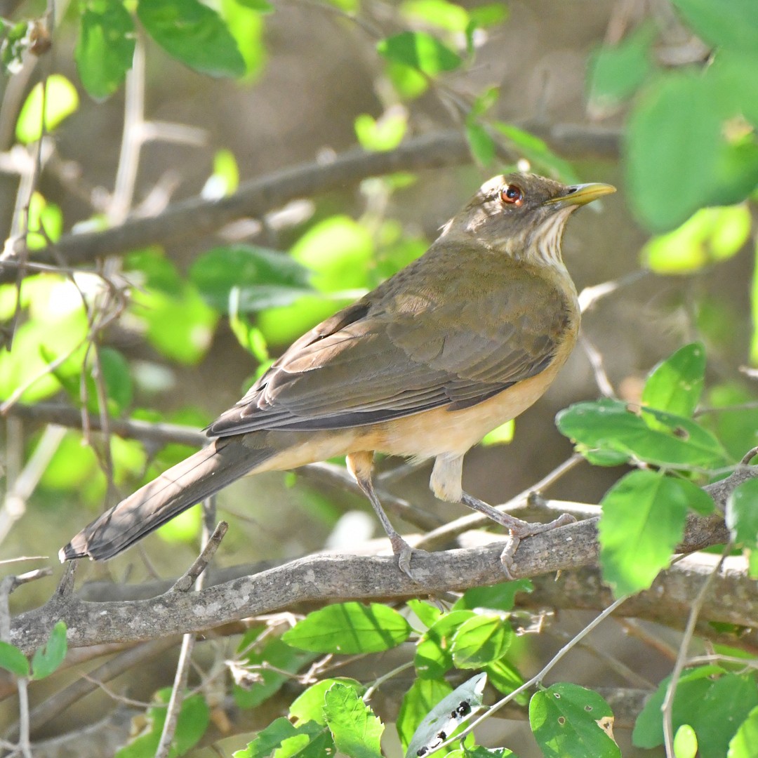 Merle fauve - ML646814790