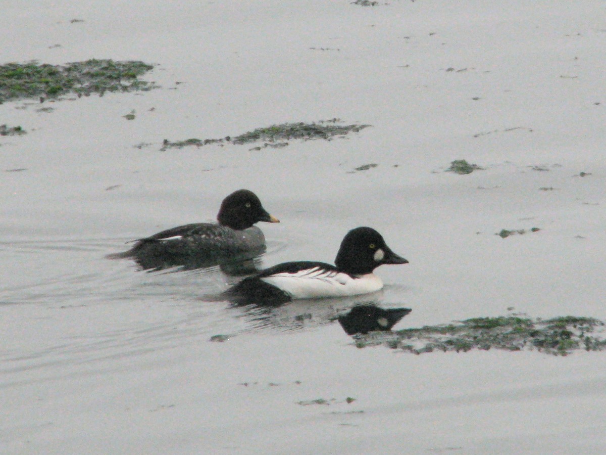 Porrón Osculado - ML646814791