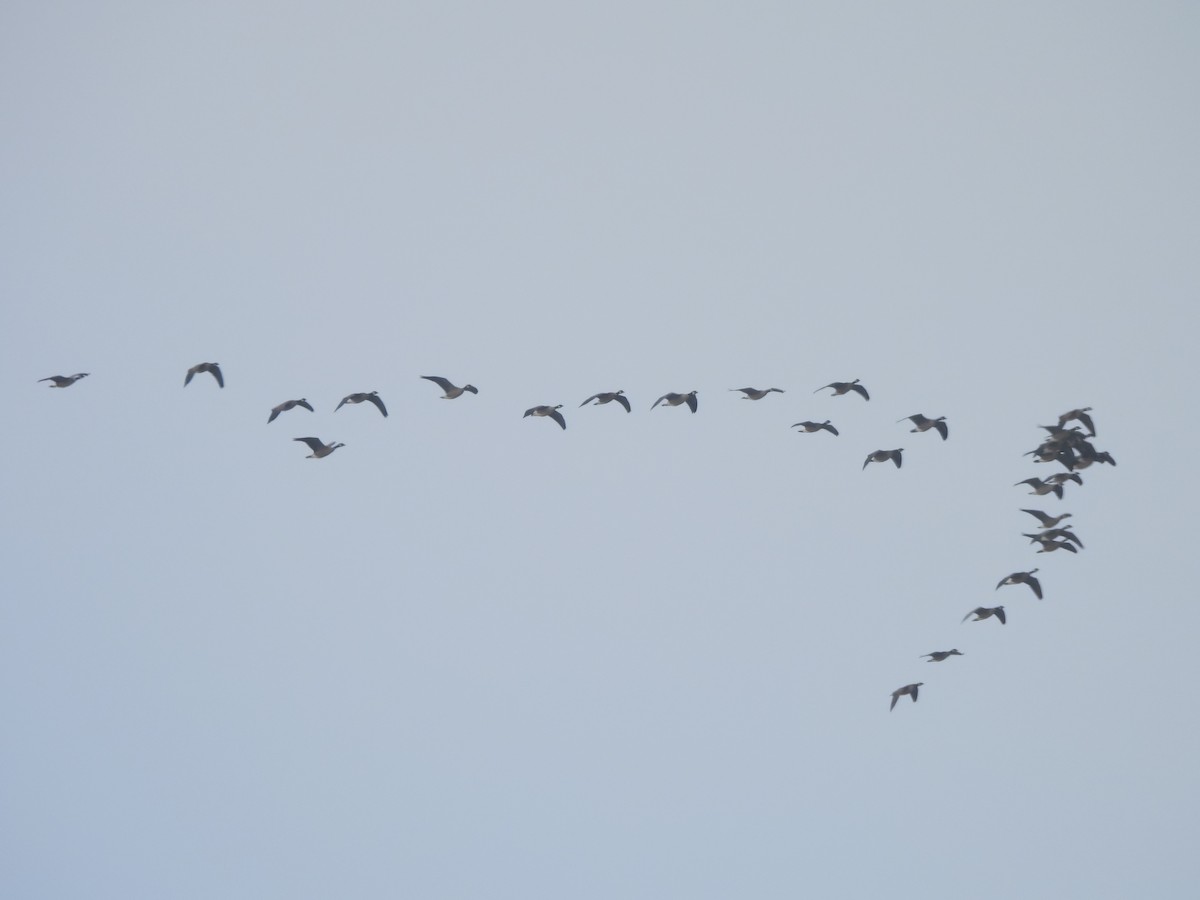 Cackling Goose - ML646814793