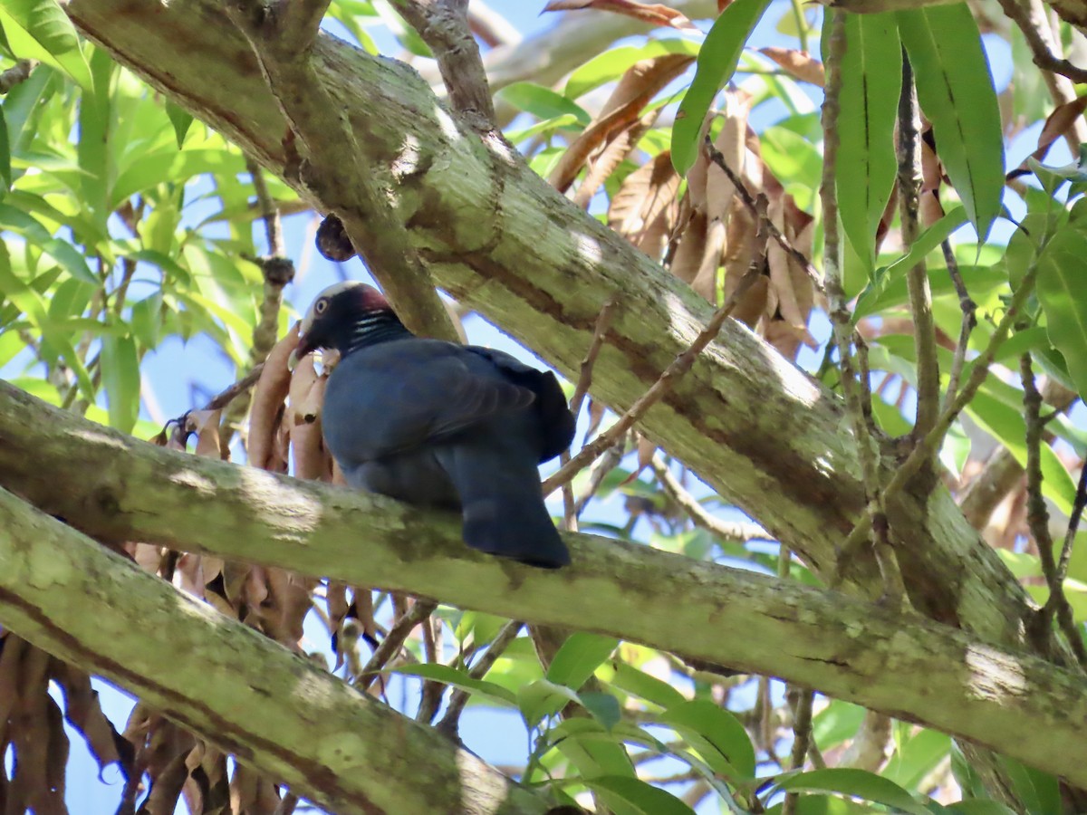 White-crowned Pigeon - ML646814794