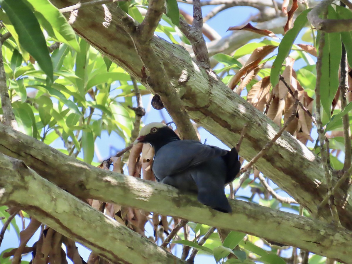 White-crowned Pigeon - ML646814795