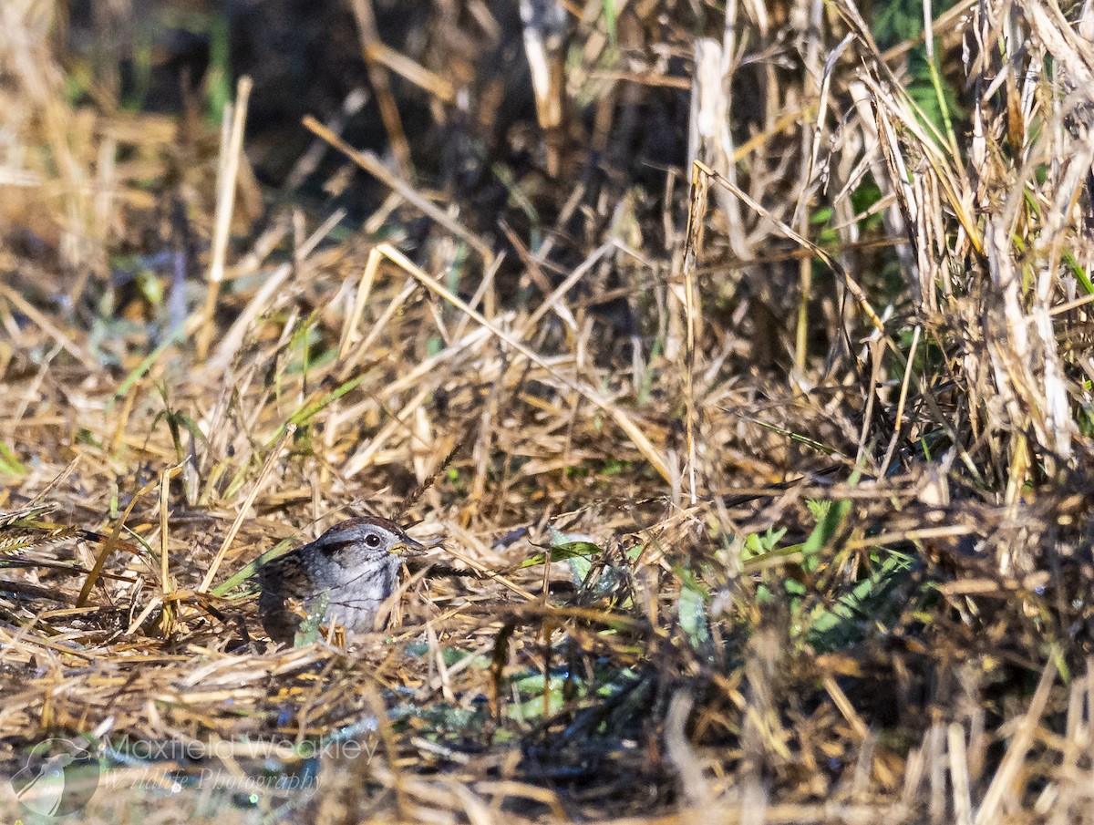 Swamp Sparrow - ML646814796