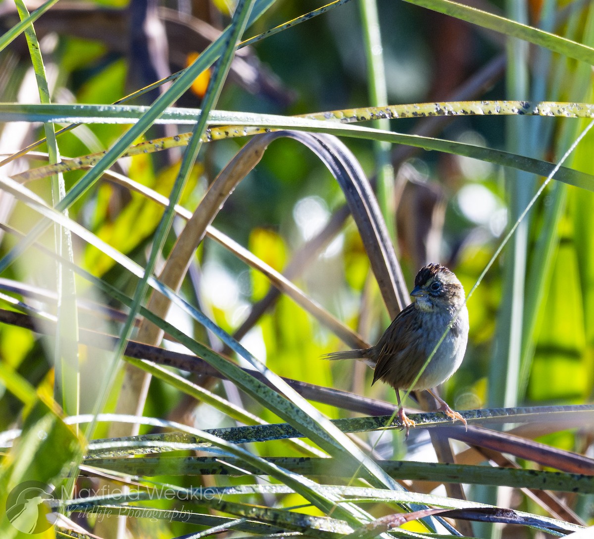 Swamp Sparrow - ML646814797