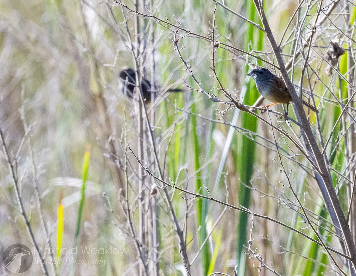 Swamp Sparrow - ML646814798