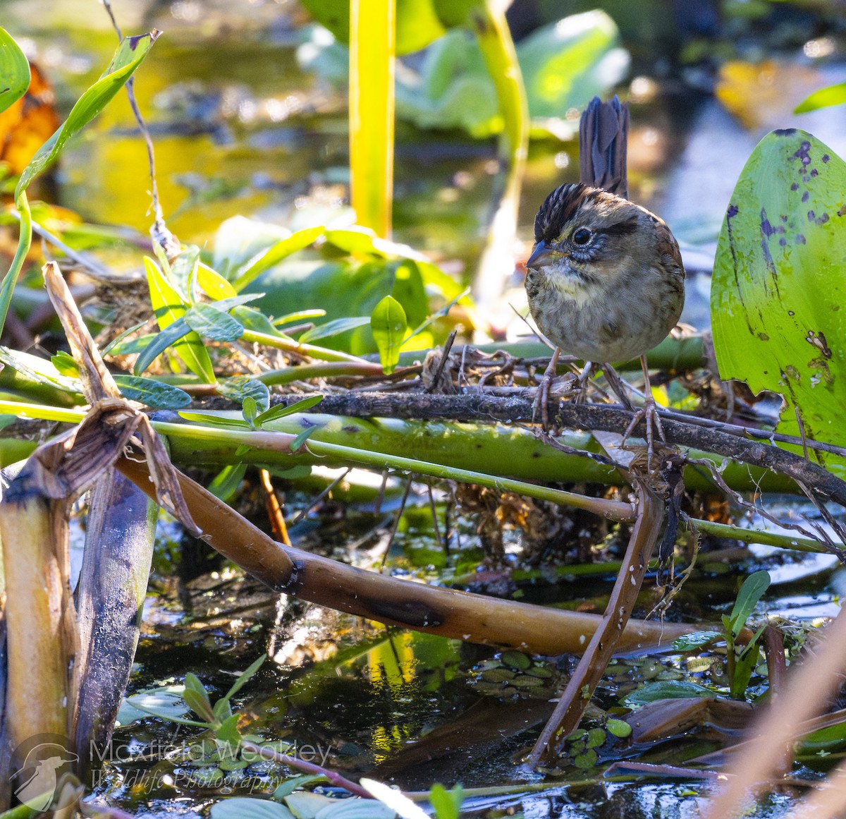 Swamp Sparrow - ML646814799