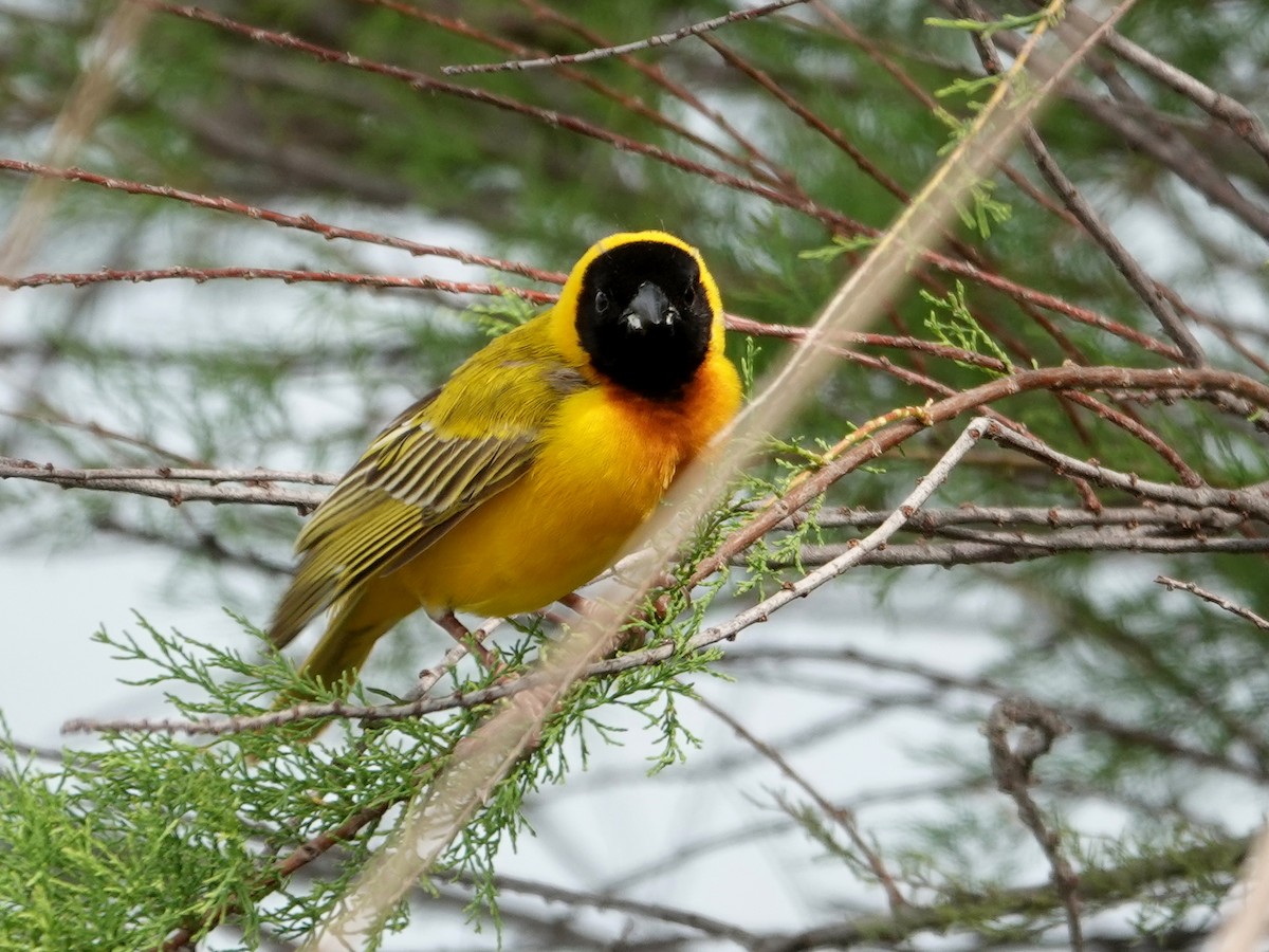 Black-headed Weaver - ML646814800