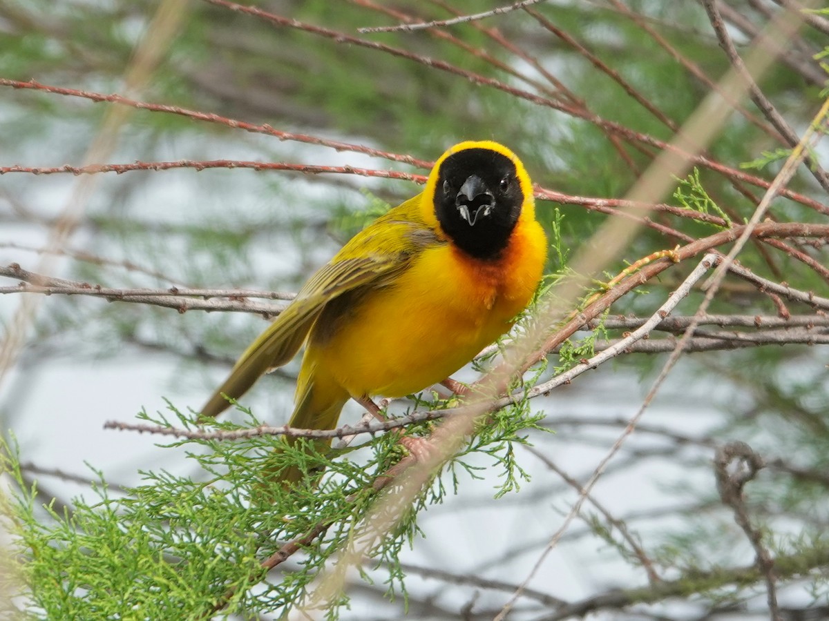 Black-headed Weaver - ML646814801