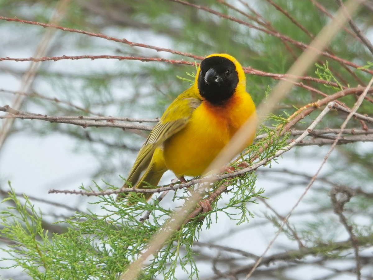 Black-headed Weaver - ML646814802