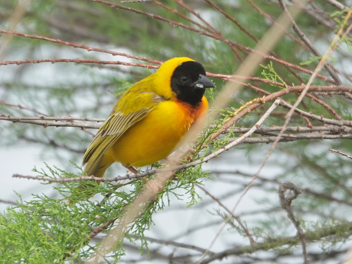 Black-headed Weaver - ML646814803
