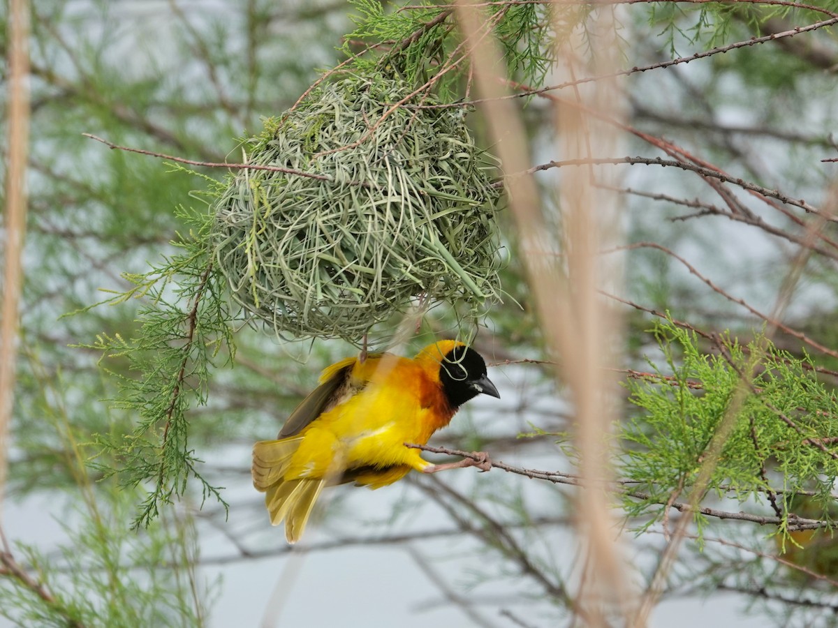 Black-headed Weaver - ML646814804