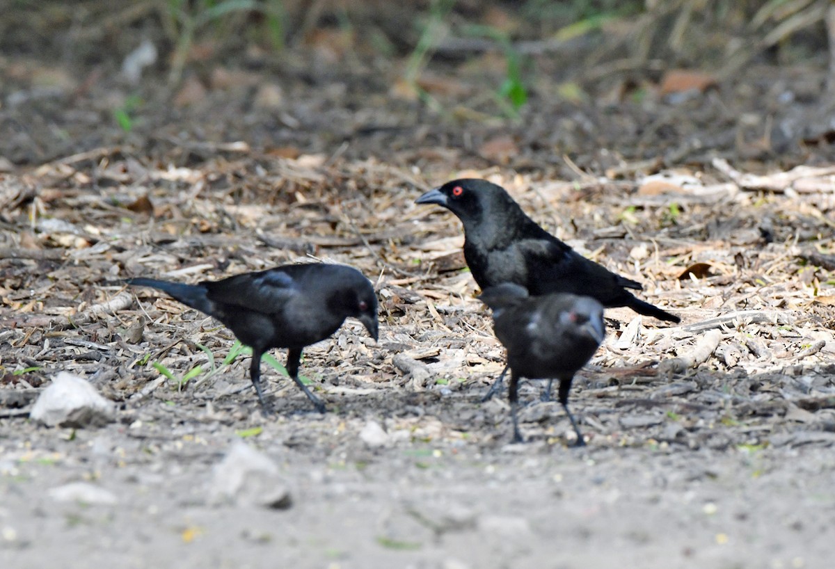 Bronzed Cowbird - ML646814805