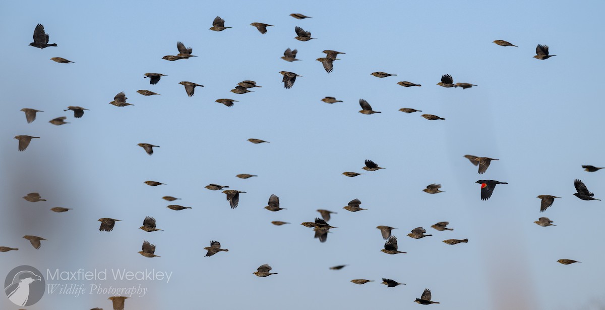 Red-winged Blackbird (Red-winged) - ML646814806