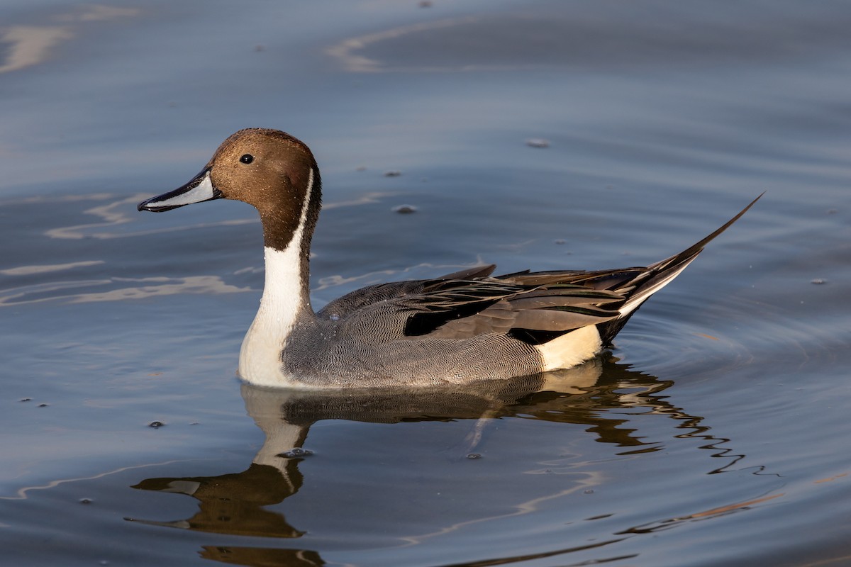 Ahate buztanluzea - ML646814808