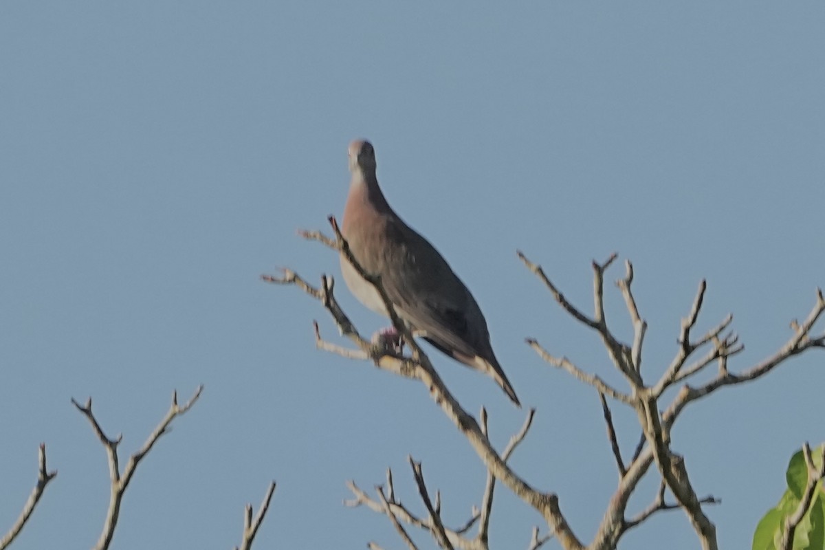 Pale-vented Pigeon - ML646814809