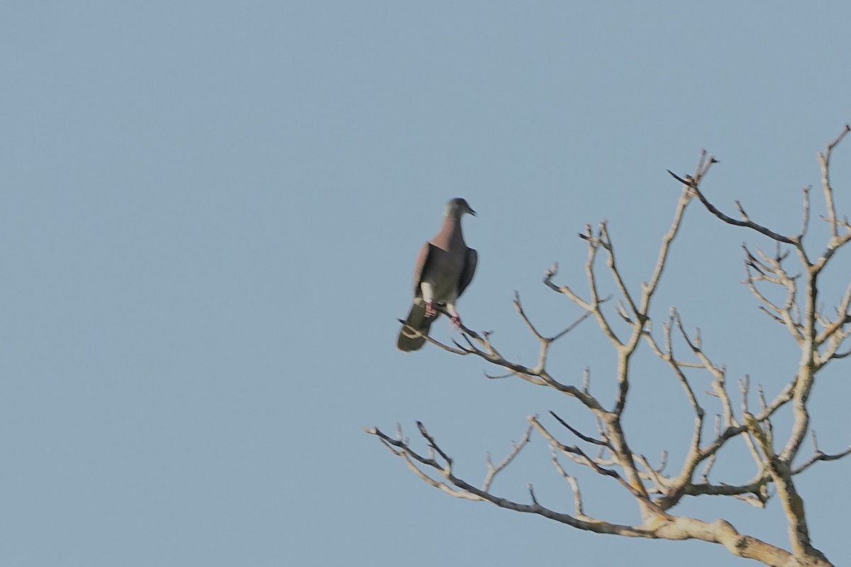 Pale-vented Pigeon - ML646814810