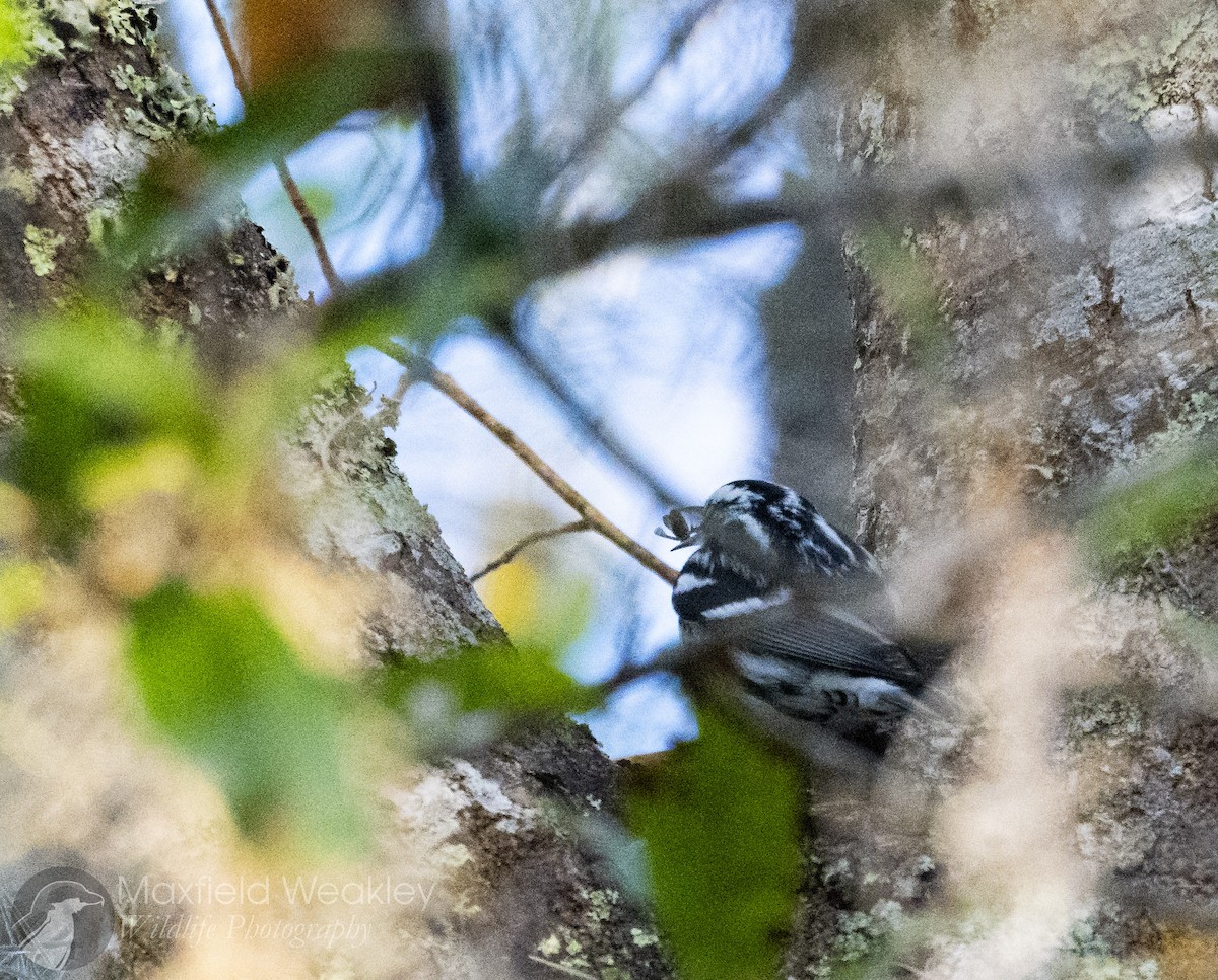 Black-and-white Warbler - ML646814812