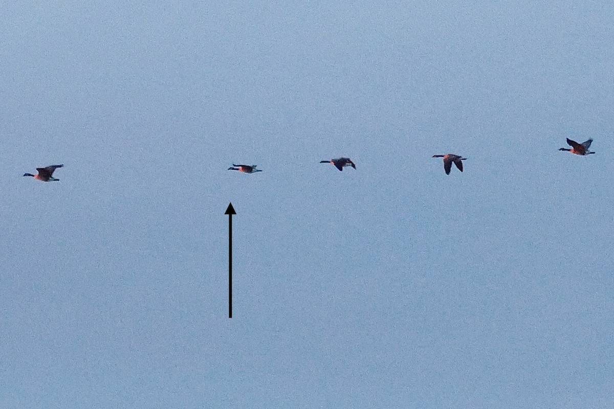 Canada Goose - ML646814814